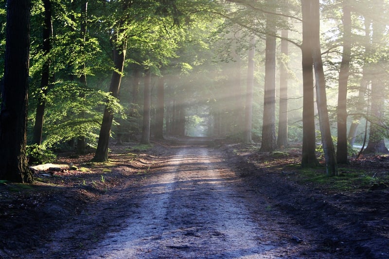 Enchanted forest